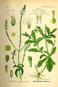 verbena officinalis