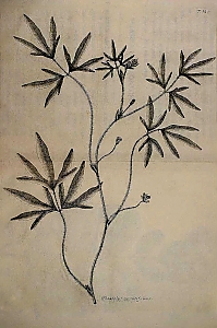 vigna aconitifolia