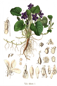 viola odorata