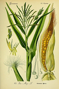 zea mays
