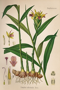 zingiber officinale