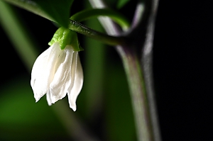 Chili Jalapeño Blüte
