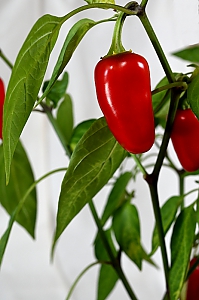 Chili Jalapeño rot
