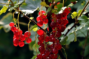 Rote Johannisbeere