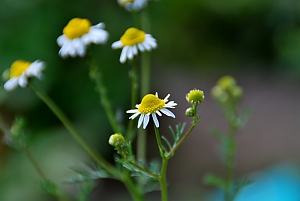 Echte Kamille (matricaria chamomilla L.)