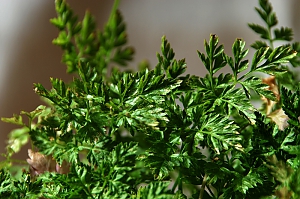 Gartenkerbel