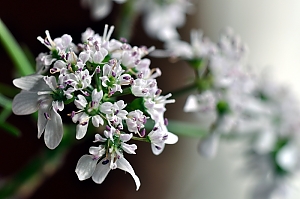 Korianderblüte