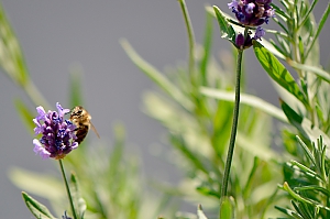 Lavendelblüte