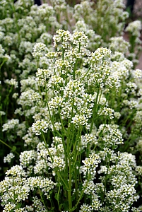 Löffelkraut