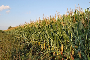 Maisfeld