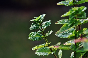Minze (mentha)