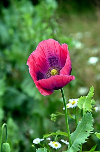 Mohnblüte