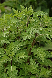 Mutterkraut