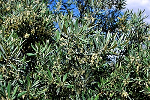 Olivenblüte