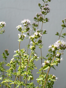 Oregano