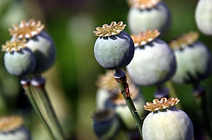 Mohn
