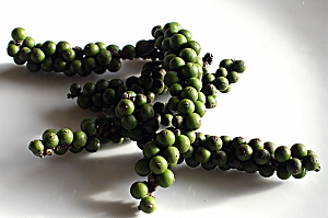 Grüner Pfeffer