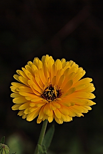 Ringelblume