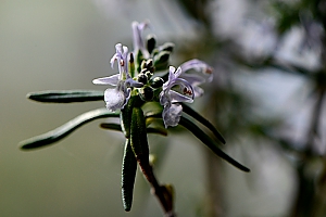 Rosmarinblüte