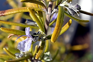 Rosmarinblüte