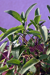 Salbei