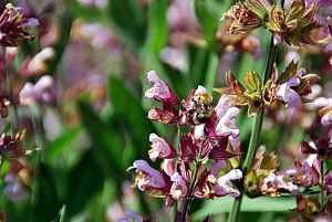 Salbeiblüte