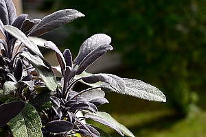 Salbei