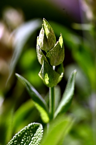 Salbeiblüte