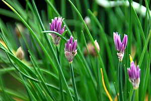 Schnittlauchblüte