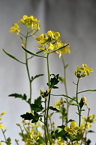 Senfblüte