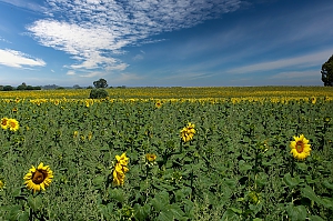 Sonnenblumenfeld in Andalusien