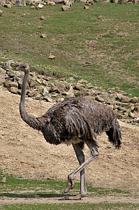 Strauß