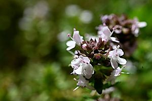 Thymianblüte