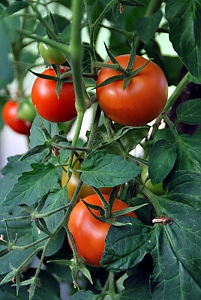 Tomaten