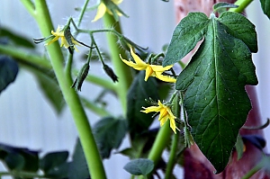 Tomatenblüte