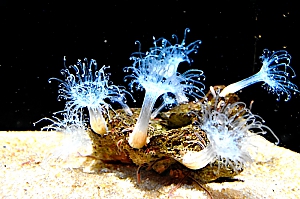 Aquarium