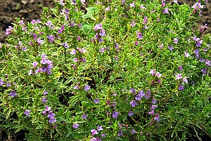 Winterbohnenkraut, Blüte