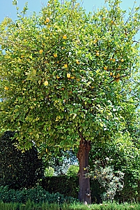 Zitronenbaum