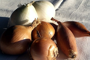 Weiße Zwiebeln, Haushaltszwiebeln und Schalotten
